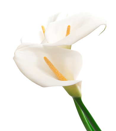 Calla Lily